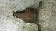 Rear differential