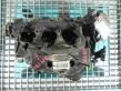 Culasse moteur   9X2Q6C064CA,IMPRK1309896,306DT,9X2Q6C064CA