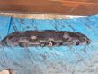 Placa protectora/plataforma del parachoques delantero   51420F4010,51420F4010