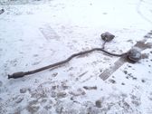 Schalldämpfer Auspuff
