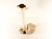 Windshield washer fluid reservoir/tank