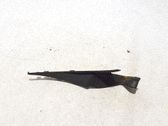 Moldura del limpia