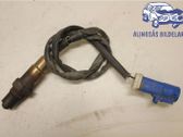 Sonde lambda