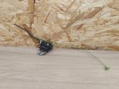 Fuel tank cap lock motor