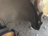 Front wheel arch liner splash guards