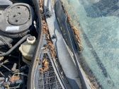 Wiper trim