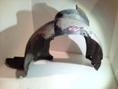 Revestimientos de la aleta antisalpicaduras delanteros
