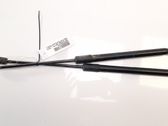 Tailgate/trunk strut/damper