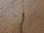 Oil level dip stick