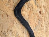 EGR valve line/pipe/hose