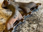 Exhaust manifold