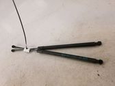 Tailgate strut