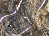 Otros cableados