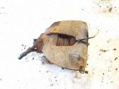 Bremssattel vorne