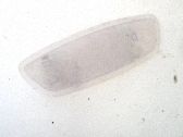 Luz del asiento delantero