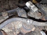 Injecteur de carburant