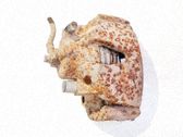 Caliper de freno delantero