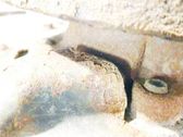 ABS Sensor