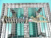 Front shock absorber/damper