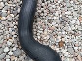 Intercooler hose/pipe