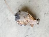 Rear differential