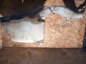 Réservoir de liquide lave-glace