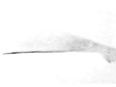 Windshield/front glass wiper blade