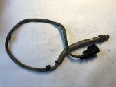 Sonde lambda