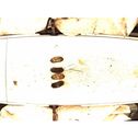 Pastiglie del freno (anteriore)