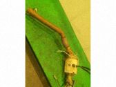 Filtro de partículas del catalizador/FAP/DPF