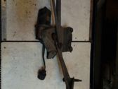 Motor del limpiaparabrisas