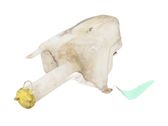 Windshield washer fluid reservoir/tank