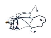 Other wiring loom