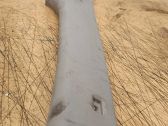 (A) pillar trim