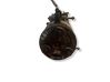 Air conditioning (A/C) compressor (pump) 1368905