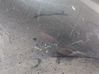 Guardabarro 631000032R