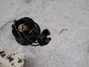 Front seat light 7700752030