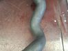 Intercooler hose/pipe 