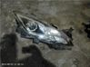 Headlight/headlamp GV7D510K0D