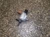 Solenoīda vārsts K5T46591