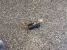 Parking PDC sensor 9649186580