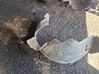 Front wheel arch liner splash guards 8402444