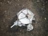 Vacuum pump D1651C2