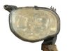 Front fog light 