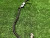Other wiring loom 10304410