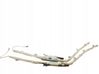Roof airbag 