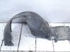 Front wheel arch liner splash guards 7036496
