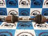Assale anteriore 1600575