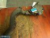 Accelerator throttle pedal 8D1723523M