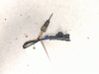Exhaust gas temperature sensor 392202A800